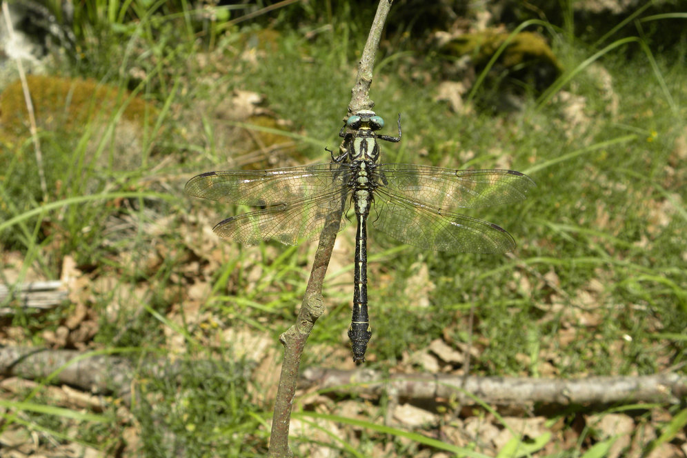 Dragonflies of Dobrudzha Area and Black-Sea Coast (Bulgaria)